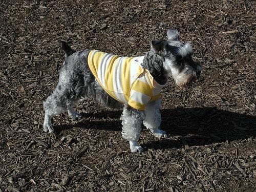 Miniature Schnauzer