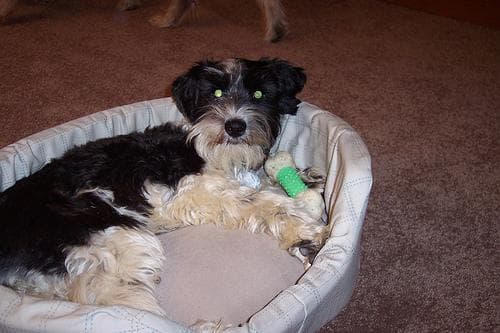 Miniature Schnauzer