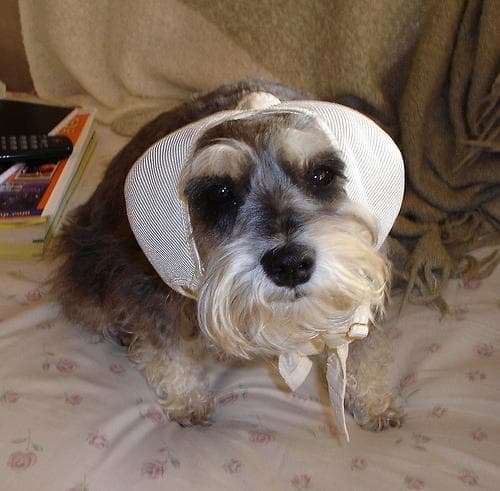 Miniature Schnauzer