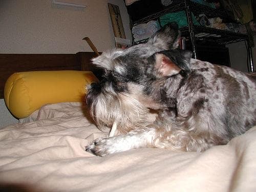 Miniature Schnauzer
