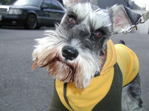 Miniature Schnauzer