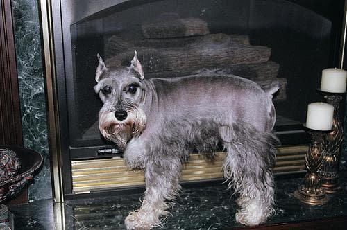 Miniature Schnauzer