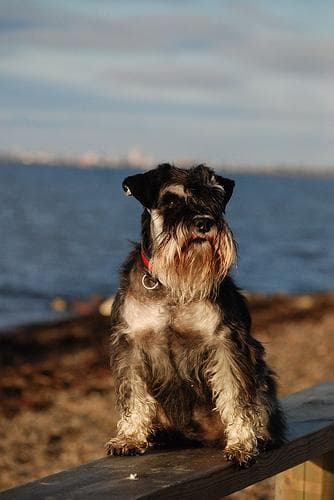 Miniature Schnauzer