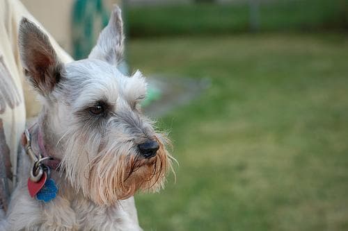 Miniature Schnauzer