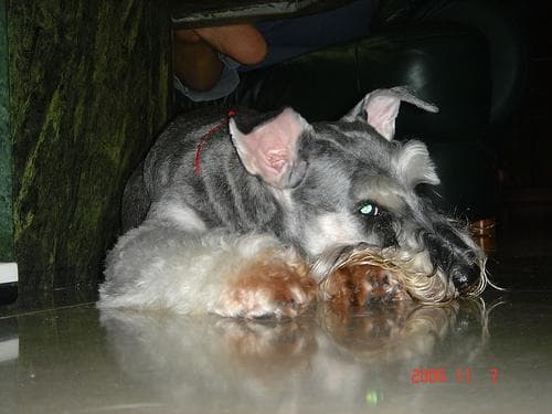 Miniature Schnauzer