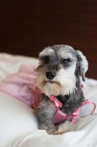 Miniature Schnauzer