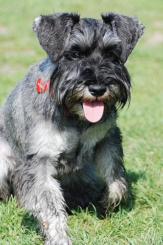 Miniature Schnauzer