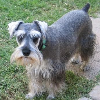 Miniature Schnauzer