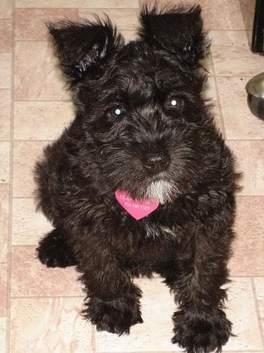 schnauzer