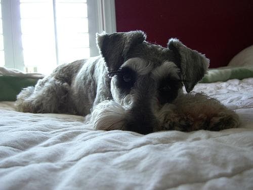 schnauzer