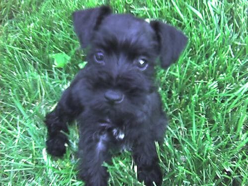 Miniature Schnauzer