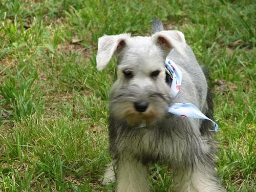 Miniature Schnauzer