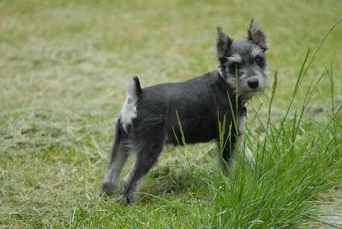 Miniature Schnauzer