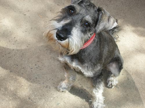 Miniature Schnauzer
