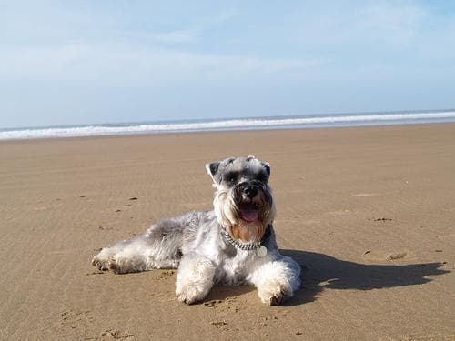 Miniature Schnauzer