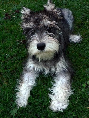 Miniature Schnauzer
