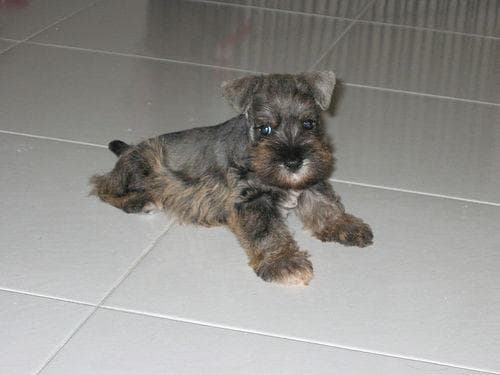 Miniature Schnauzer