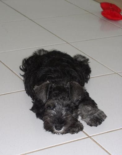 schnauzer