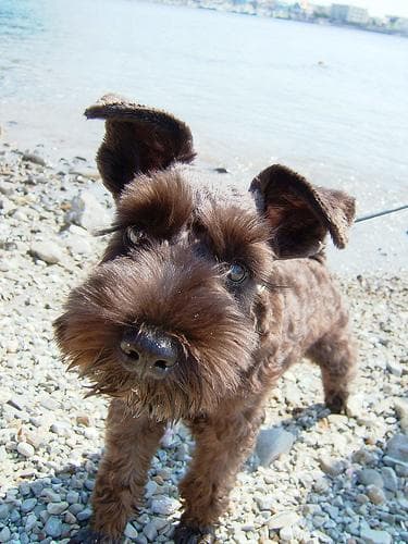 Miniature Schnauzer