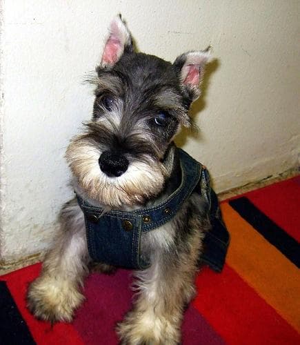 Miniature Schnauzer