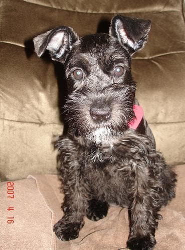 Miniature Schnauzer