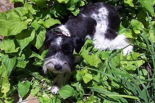 Miniature Schnauzer