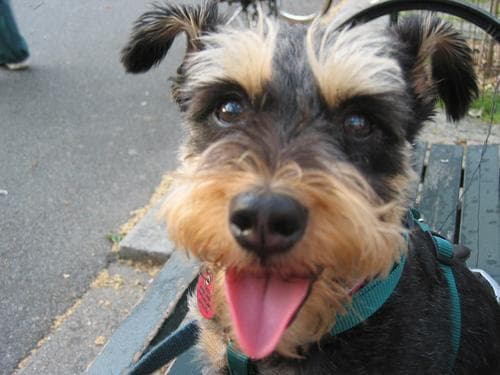 Miniature Schnauzer