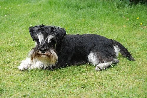 Miniature Schnauzer