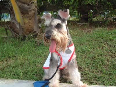 Miniature Schnauzer