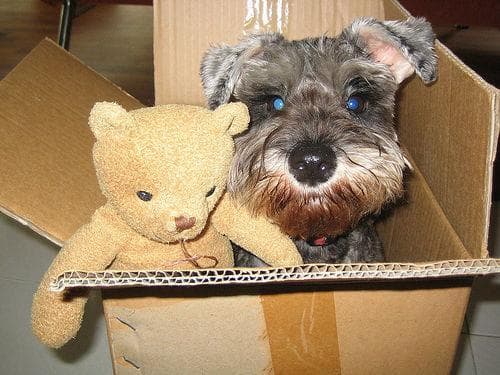 schnauzer
