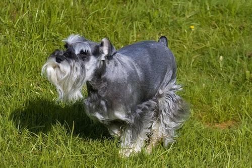 schnauzer