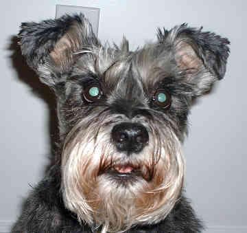 Miniature Schnauzer