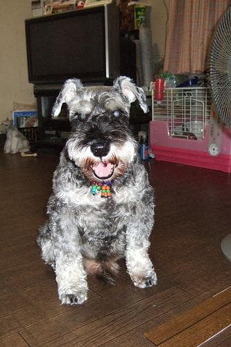 Miniature Schnauzer