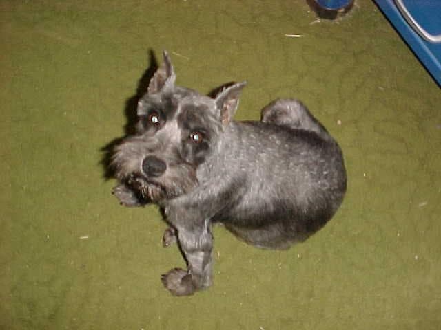 Miniature Schnauzer
