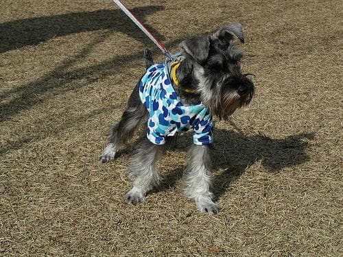 schnauzer