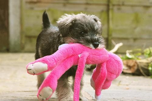 Miniature Schnauzer