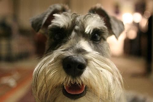Miniature Schnauzer