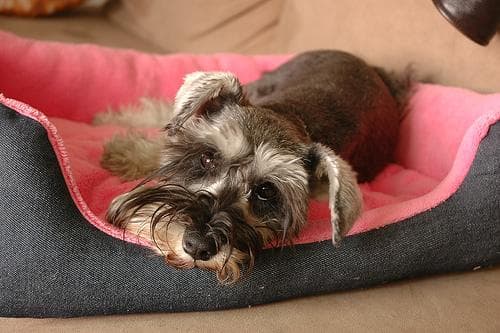 Miniature Schnauzer