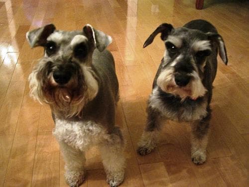 schnauzer