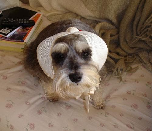 Miniature Schnauzer