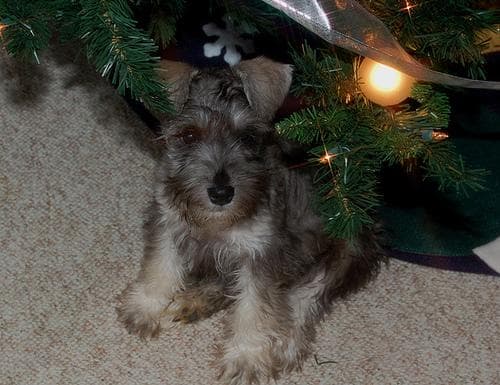 Miniature Schnauzer