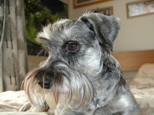 Miniature Schnauzer