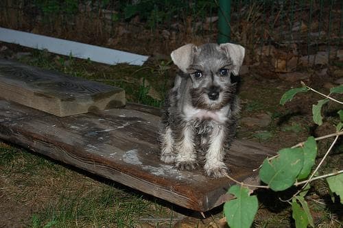 Miniature Schnauzer