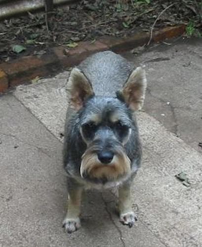 schnauzer