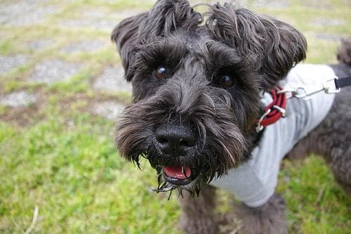 Miniature Schnauzer