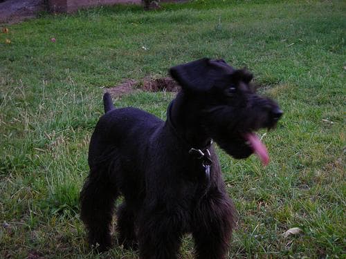 Miniature Schnauzer