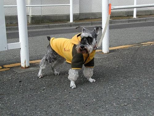 Miniature Schnauzer