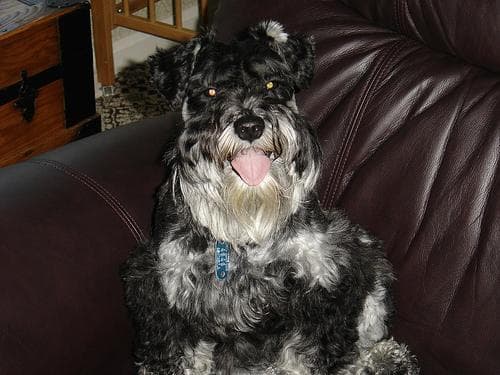 Miniature Schnauzer