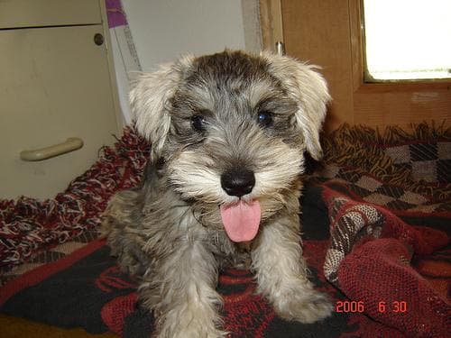 Miniature Schnauzer