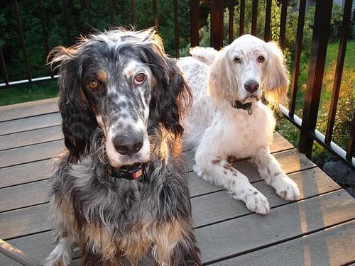 English Setter